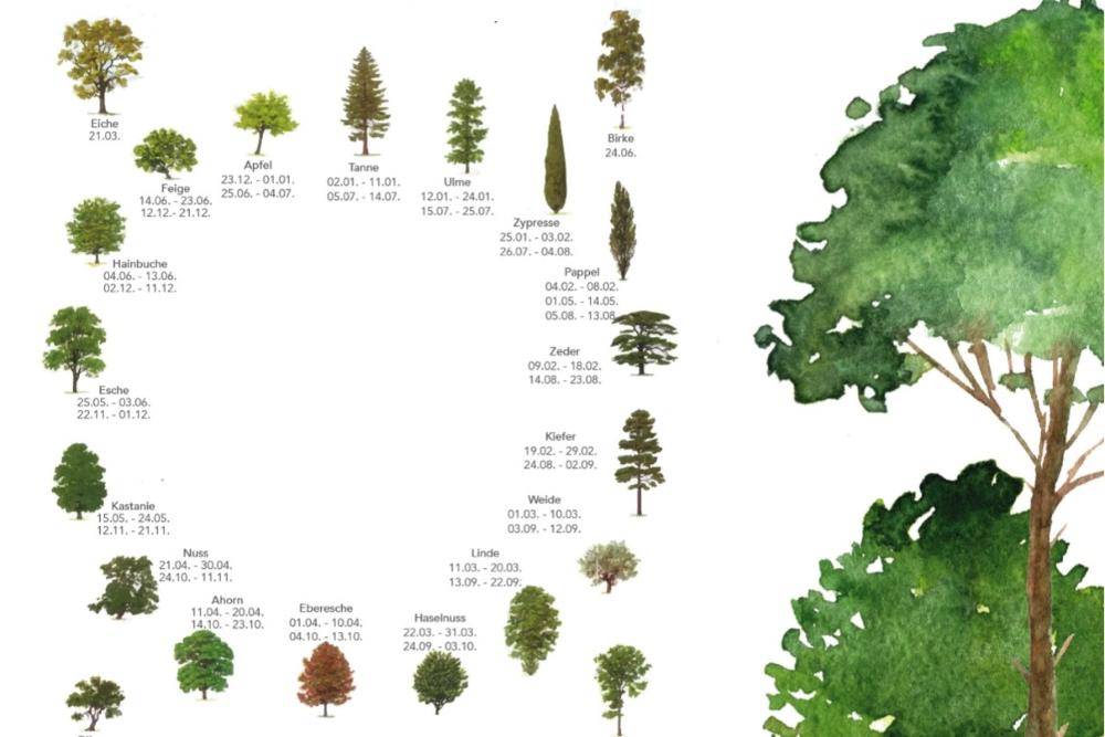 Keltisches Baumhoroskop